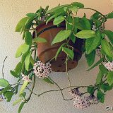Hoya carnosa (rooted plants)